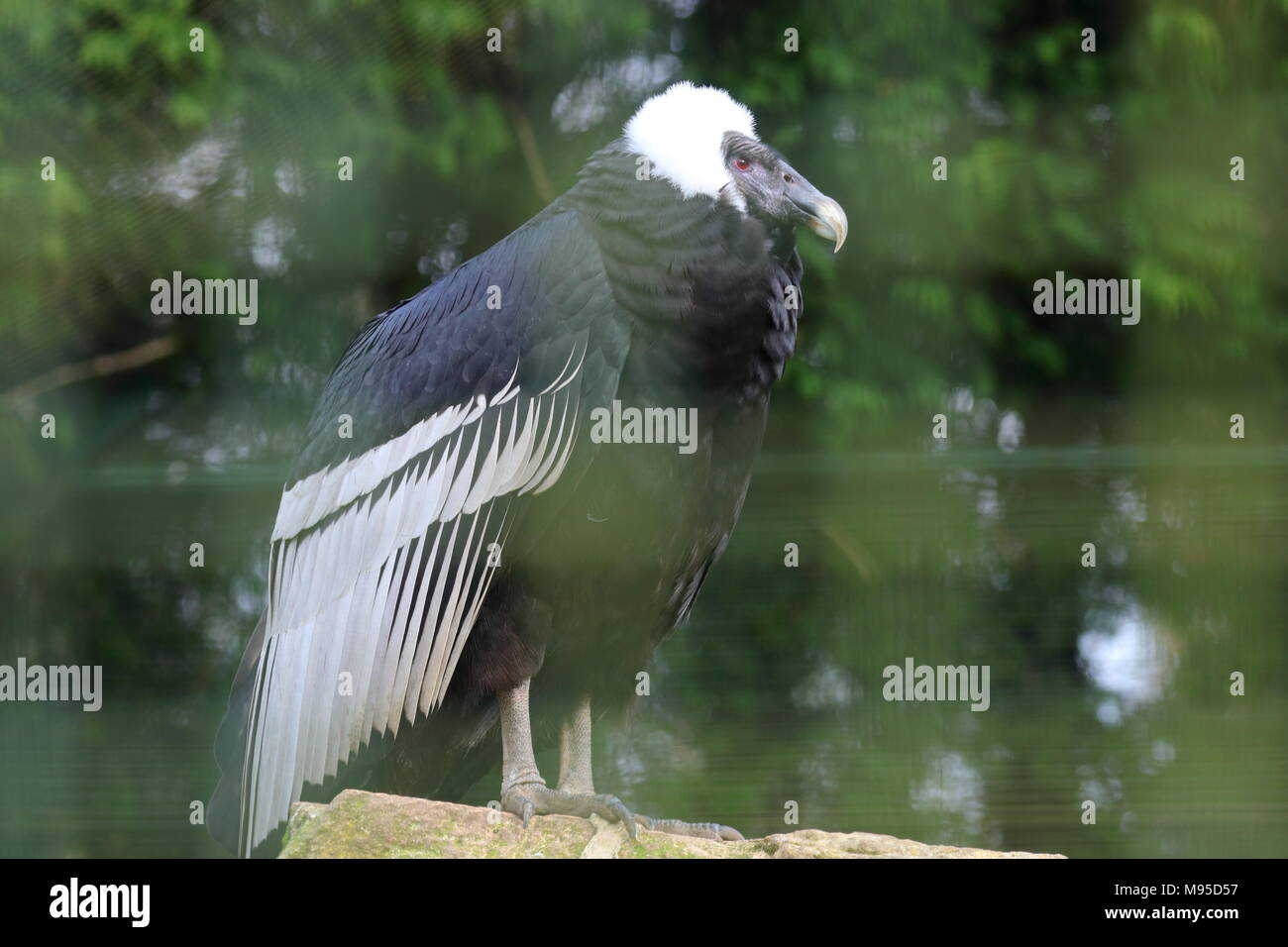 Condor captif à Lotherton Hall Banque D'Images