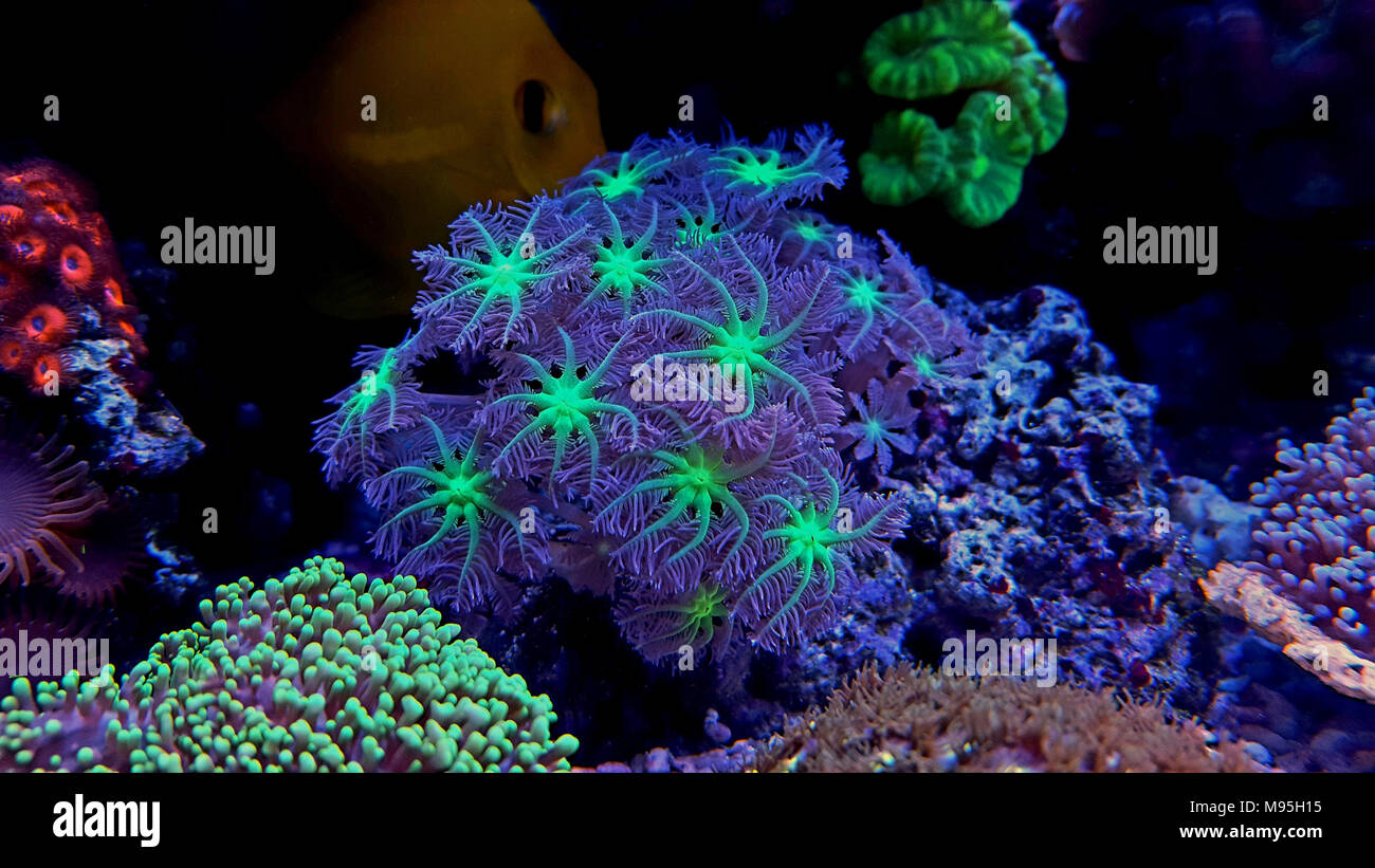 Clavularia gant polypes doux colonie corail Banque D'Images