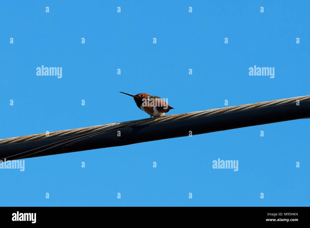 Allen, colibri Selasphorus sasin, on croit être une femelle juvénile, perché sur une ligne d'alimentation, au sud de l'aéroport de Los Angeles, Californie, USA. Banque D'Images
