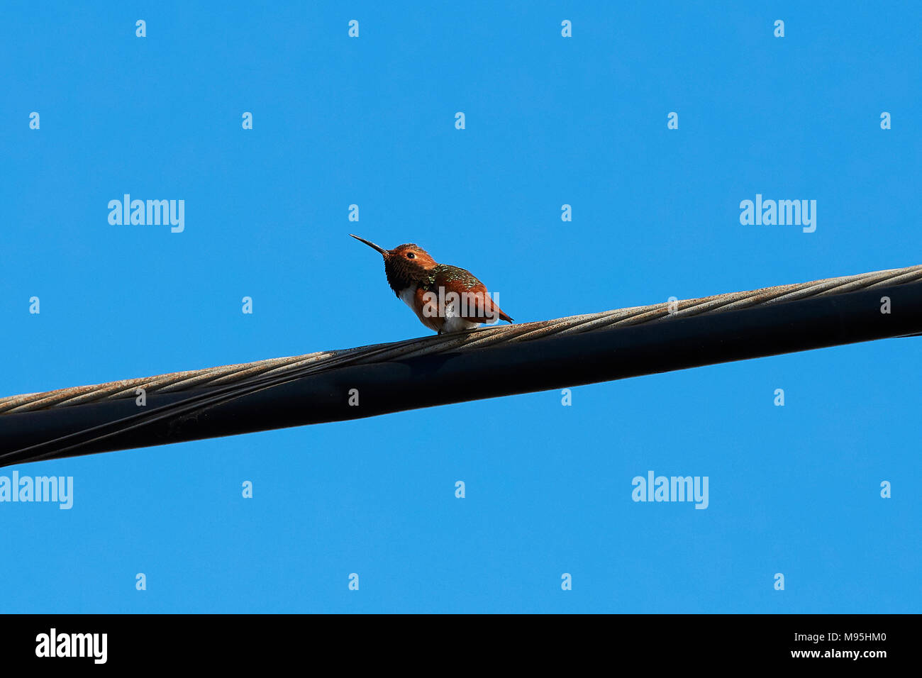 Allen, colibri Selasphorus sasin, on croit être une femelle juvénile, perché sur une ligne d'alimentation, au sud de l'aéroport de Los Angeles, Californie, USA. Banque D'Images