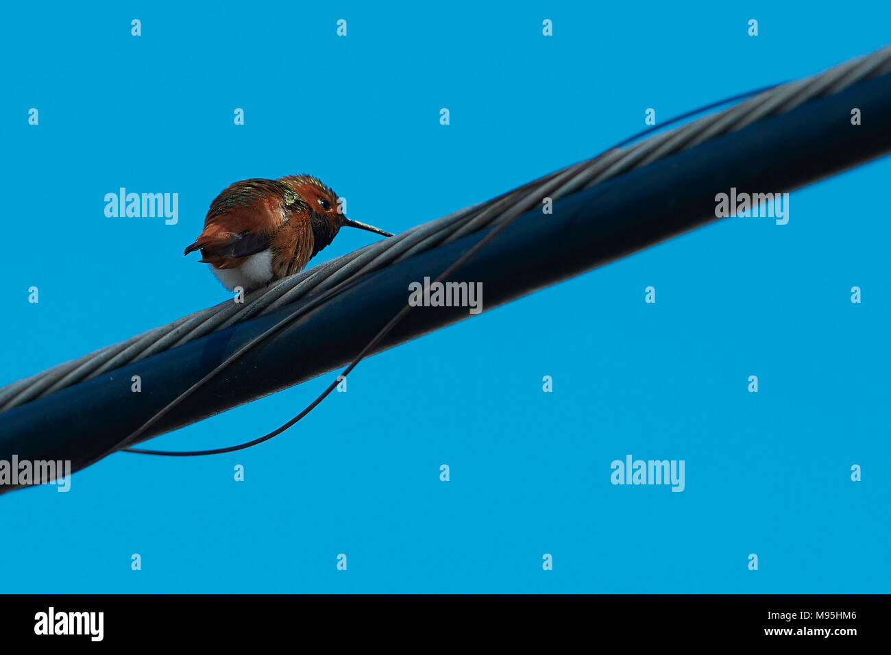 Allen, colibri Selasphorus sasin, on croit être une femelle juvénile, perché sur une ligne d'alimentation, au sud de l'aéroport de Los Angeles, Californie, USA. Banque D'Images