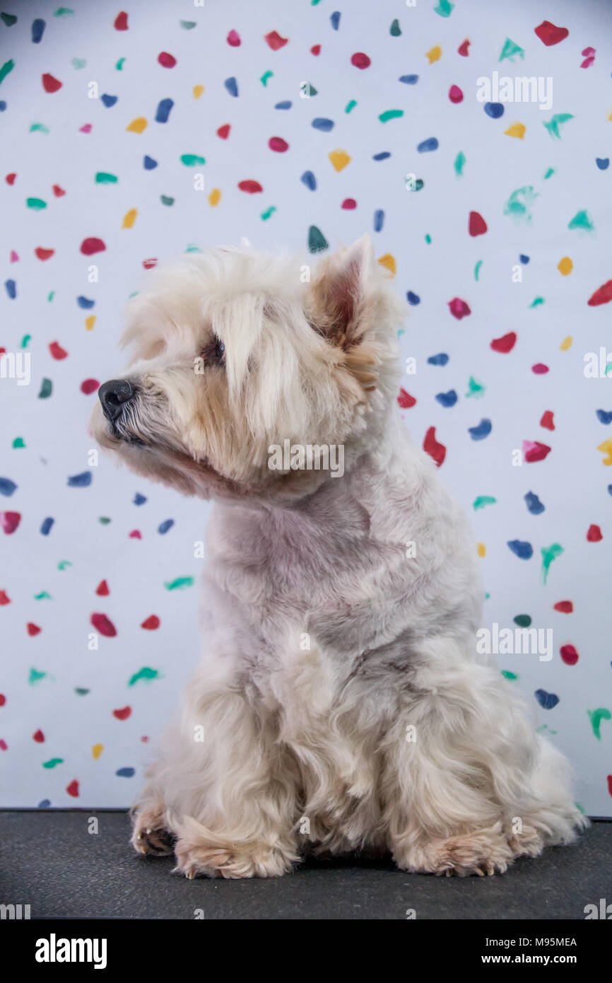 West Highland Terrier Banque D'Images