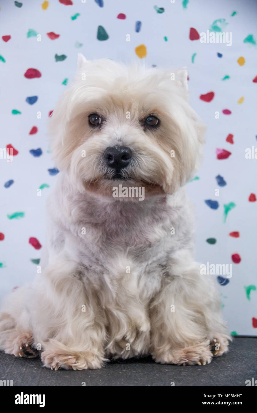 West Highland Terrier Banque D'Images