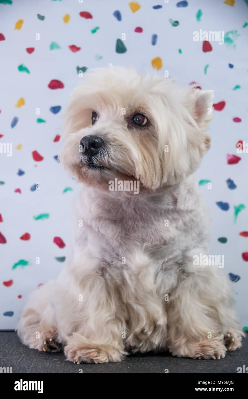 West Highland Terrier Banque D'Images