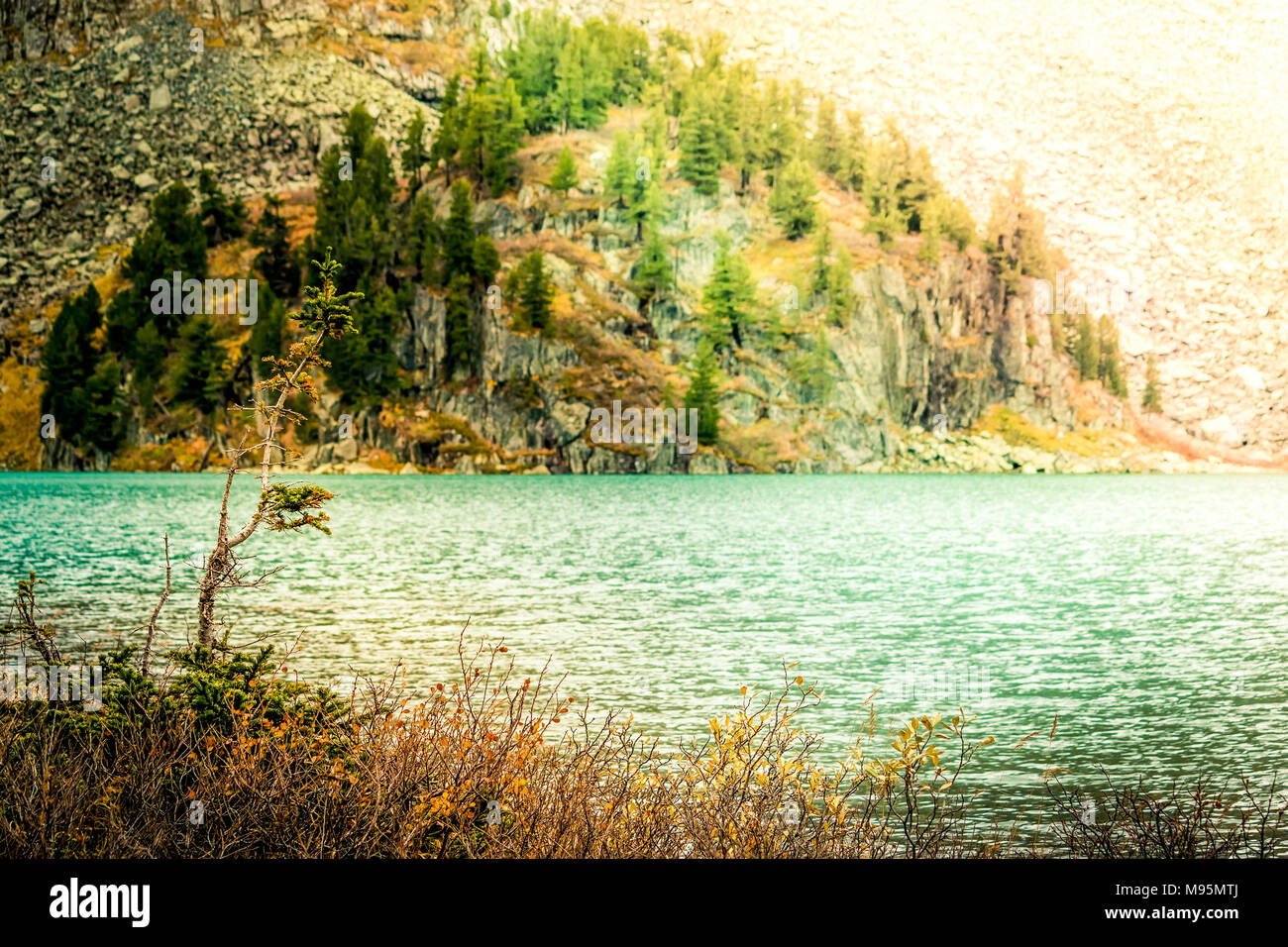 Lonely tree sur le rivage d'un lac de montagne. Météo d'automne dans une vallée de montagne. Banque D'Images