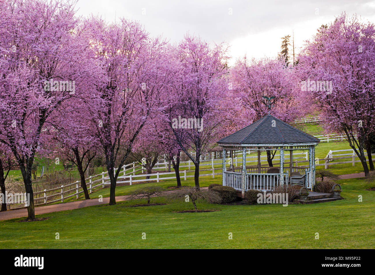 Cerisiers en fleurs le long de l'allée avec gazebo, paisible et beau printemps Banque D'Images