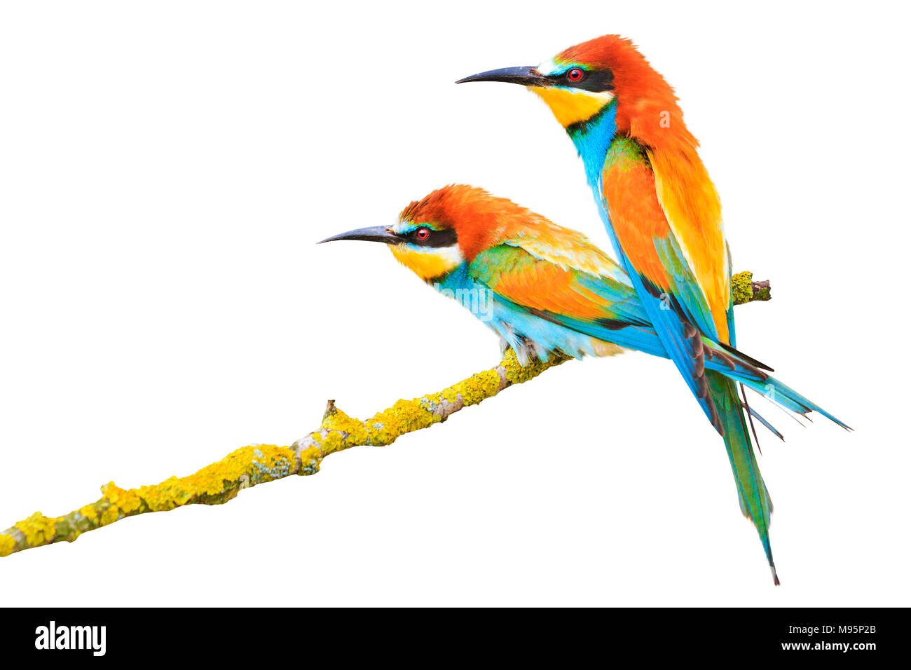 Couple d'oiseaux incroyablement beau isolé sur un fond blanc, bee-eater, des oiseaux colorés, la conception et l'impression Banque D'Images