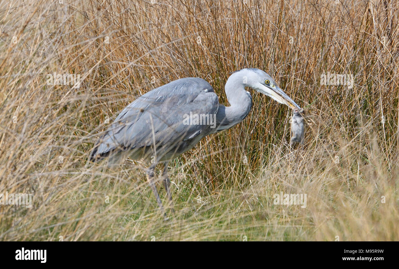 Héron cendré Héron cendré Ardea attraper un rat sur le terrain Banque D'Images