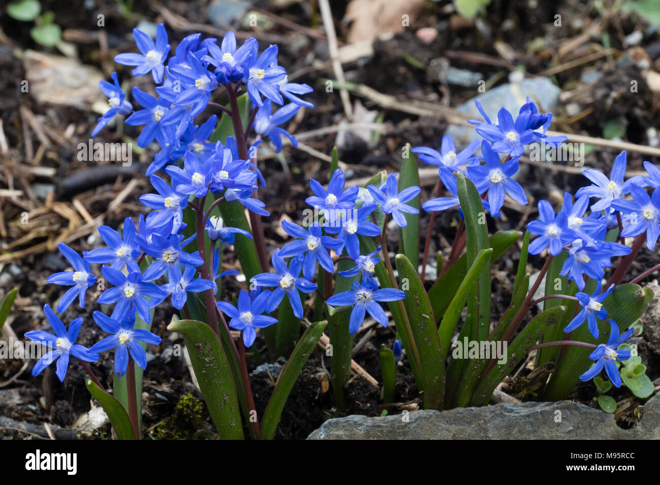 Au début du printemps fleuri bleu # gloire de la neige n° hardy lampe, Chionodoxa sardensis Banque D'Images