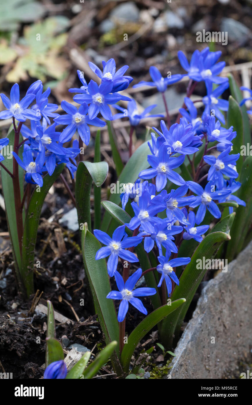 Au début du printemps fleuri bleu # gloire de la neige n° hardy lampe, Chionodoxa sardensis Banque D'Images