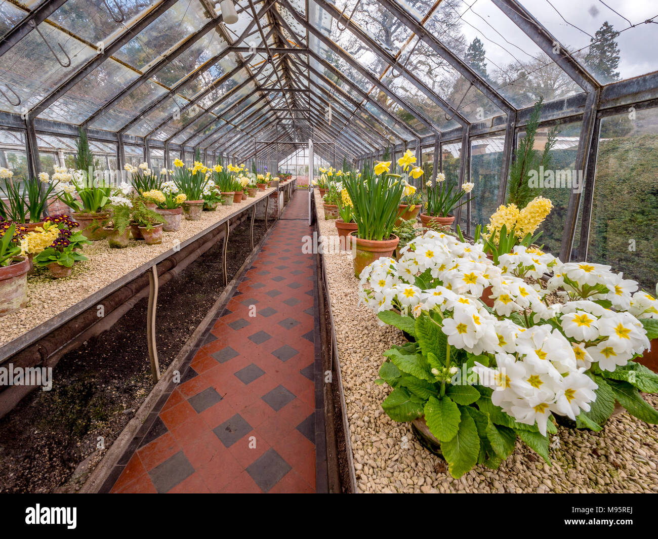 Bulbes de printemps et des plantes en pot dans une serre de Tyntesfield North Somerset UK Banque D'Images