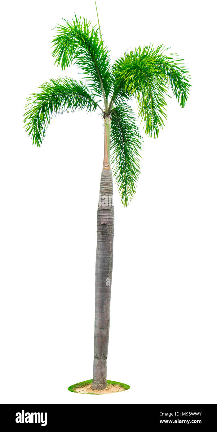 Manille palm, palm tree Noël ( Veitchia merrillii ) isolé sur fond blanc avec l'exemplaire de l'espace. Utilisée pour la publicité de l'architecture décorative. Su Banque D'Images