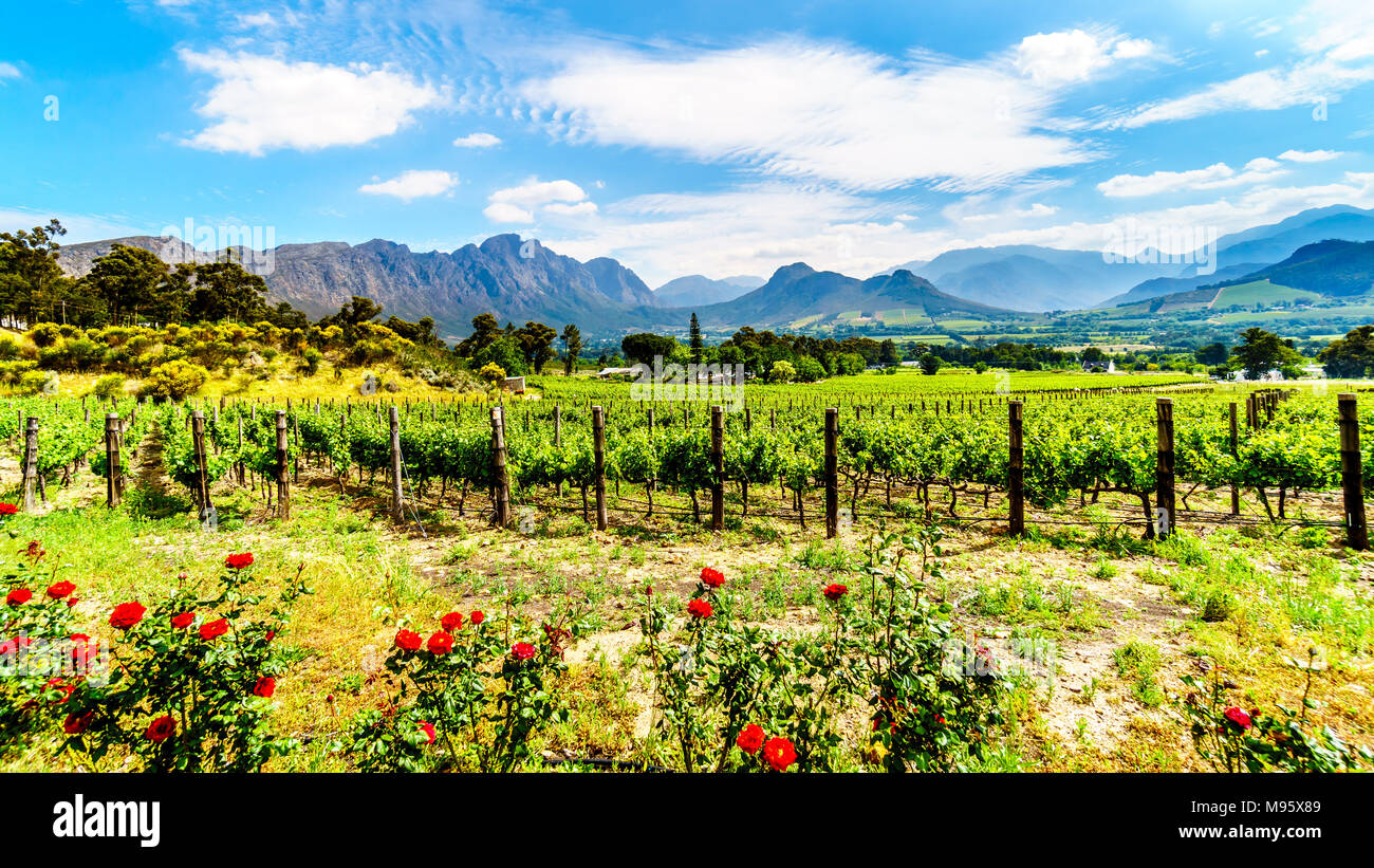 Vignobles de la région vinicole du Cap dans le Franschhoek Valley dans l'ouest du Cap, en Afrique du Sud, au milieu des montagnes Drakenstein environnants Banque D'Images