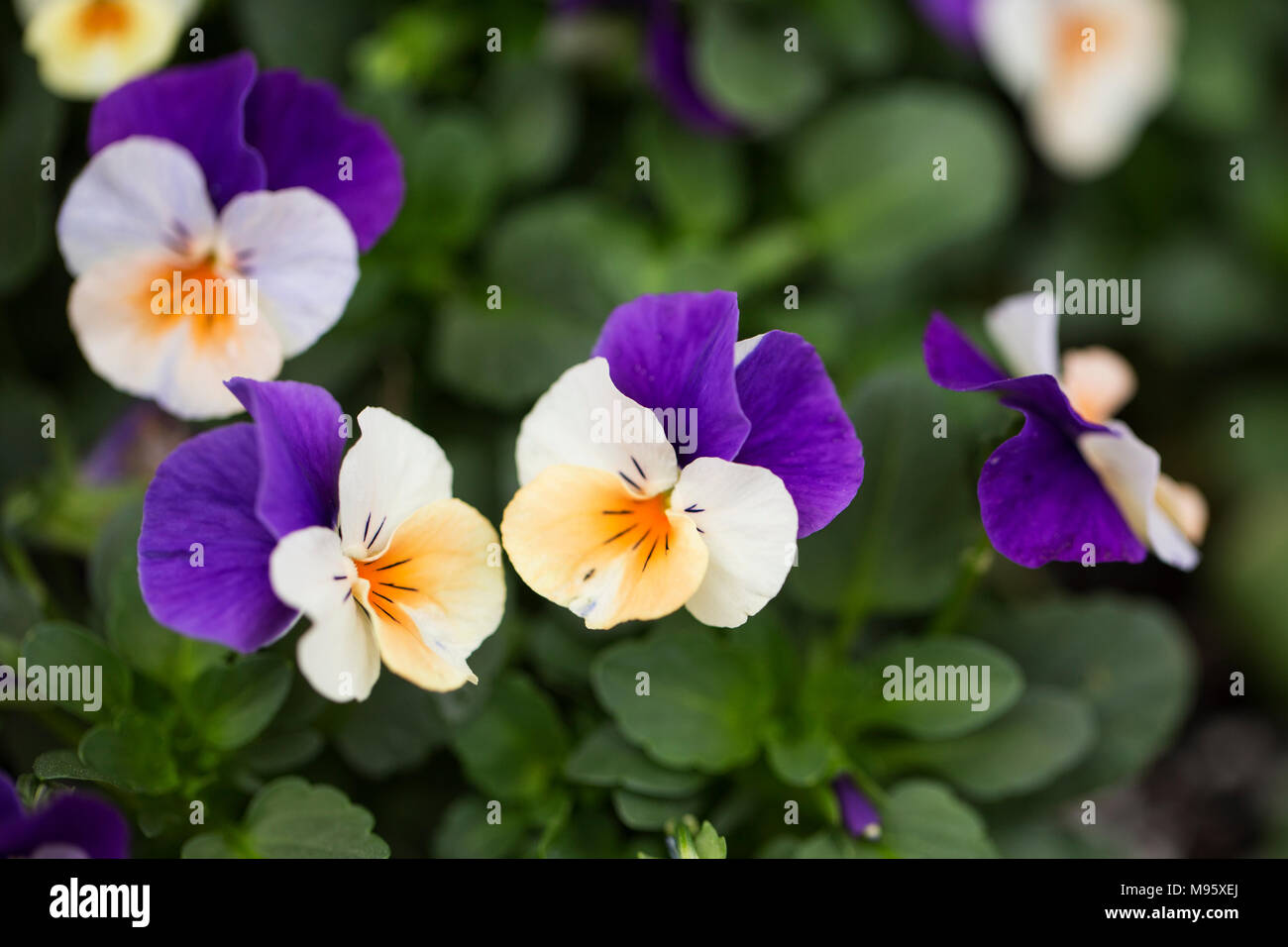 Heartsease (Viola tricolor) également connu sous le nom de wild pansy et Johnny jump up. Banque D'Images