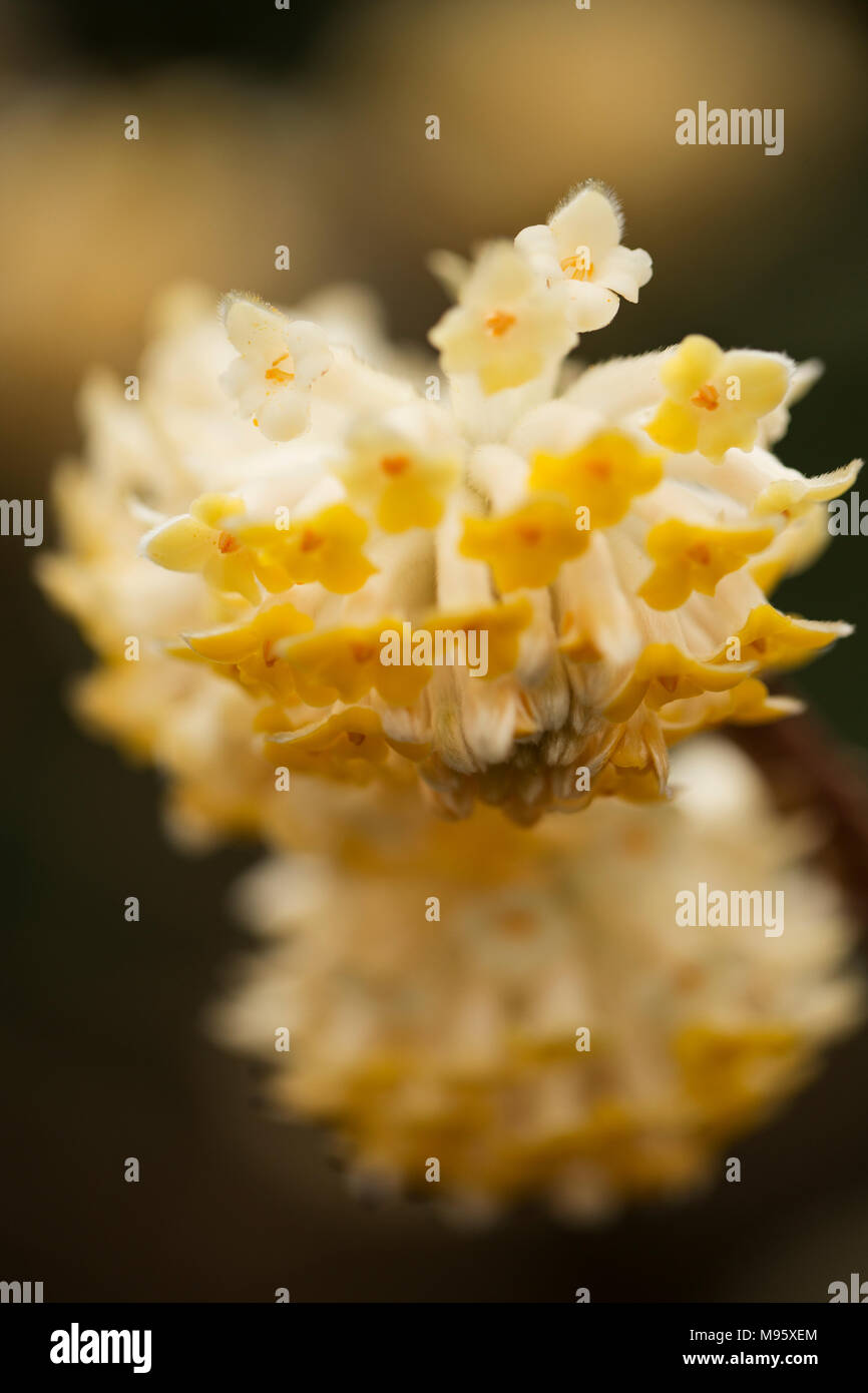 Edgeworthia chrysantha, ou paperbush Banque D'Images