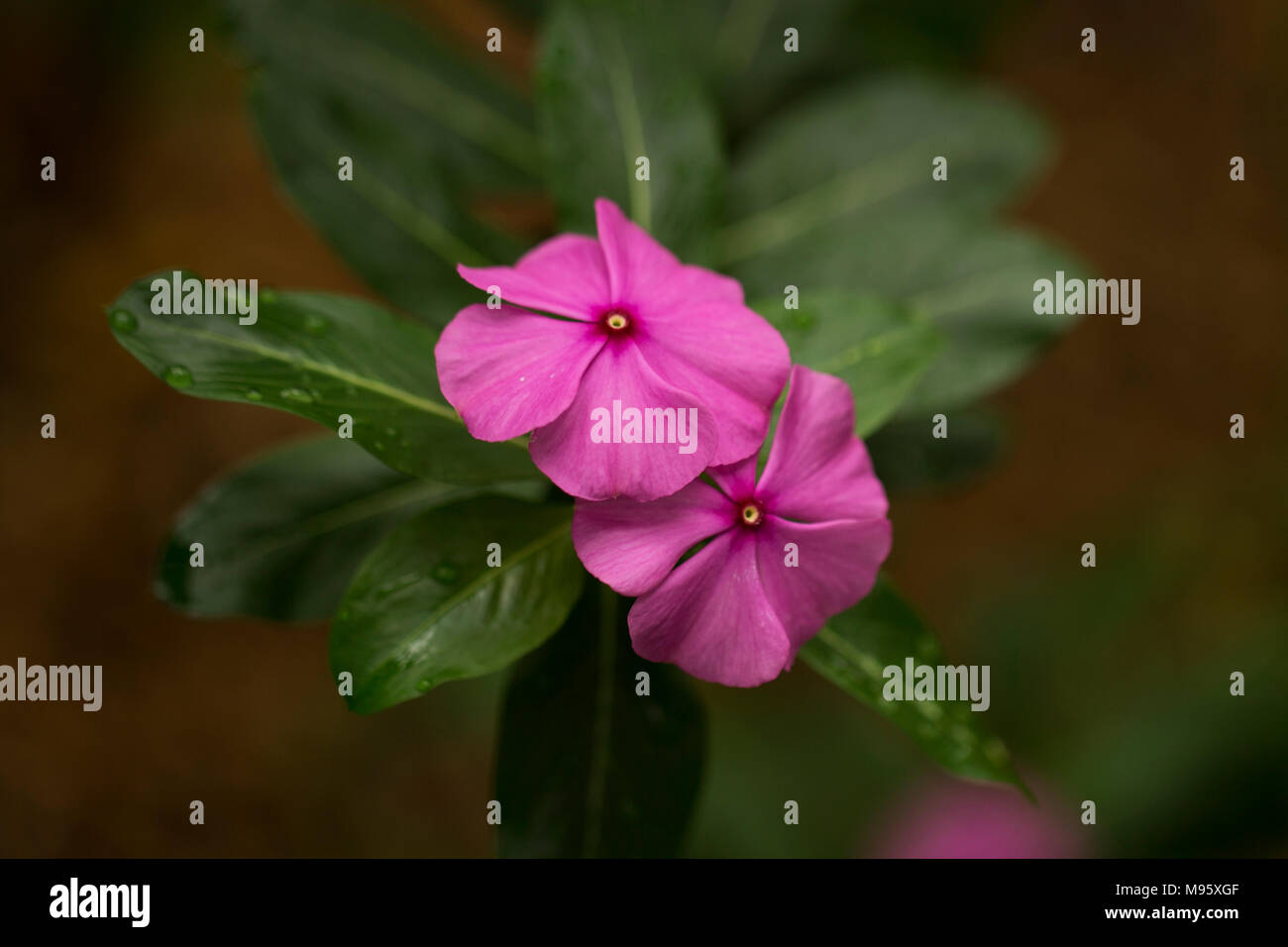 Catharanthus roseus, ou pervenche rose, est une source de médicaments pour  traiter le cancer, le diabète, et d'autres maladies Photo Stock - Alamy