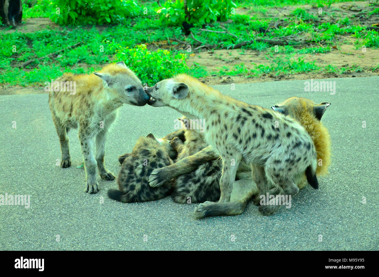 L'Afrique du Sud est une destination touristique populaire pour son mélange de vrai et de l'Afrique de l'expérience. Le Parc Kruger est célèbre dans le monde entier. L'hyène se serrent. Banque D'Images