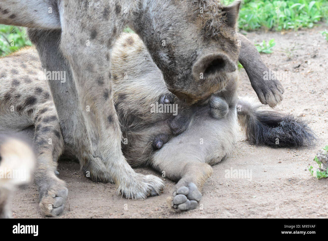 L'Afrique du Sud est une destination touristique populaire pour son mélange de vrai et de l'Afrique de l'expérience. Kruger Park. L'inhalation de hyène organes génitaux. Banque D'Images