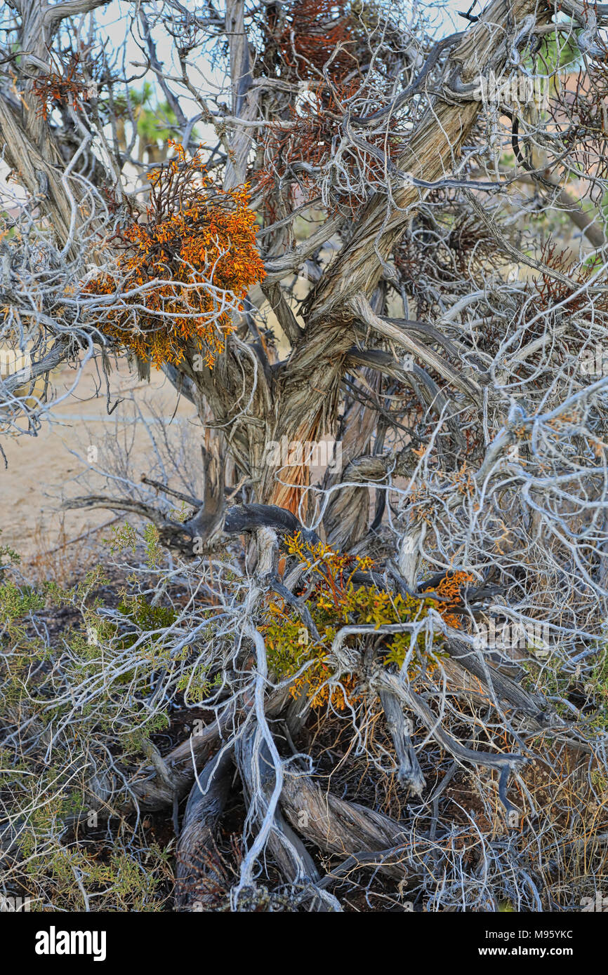 Le point vert et orange sans feuille blanche arbre mort Banque D'Images