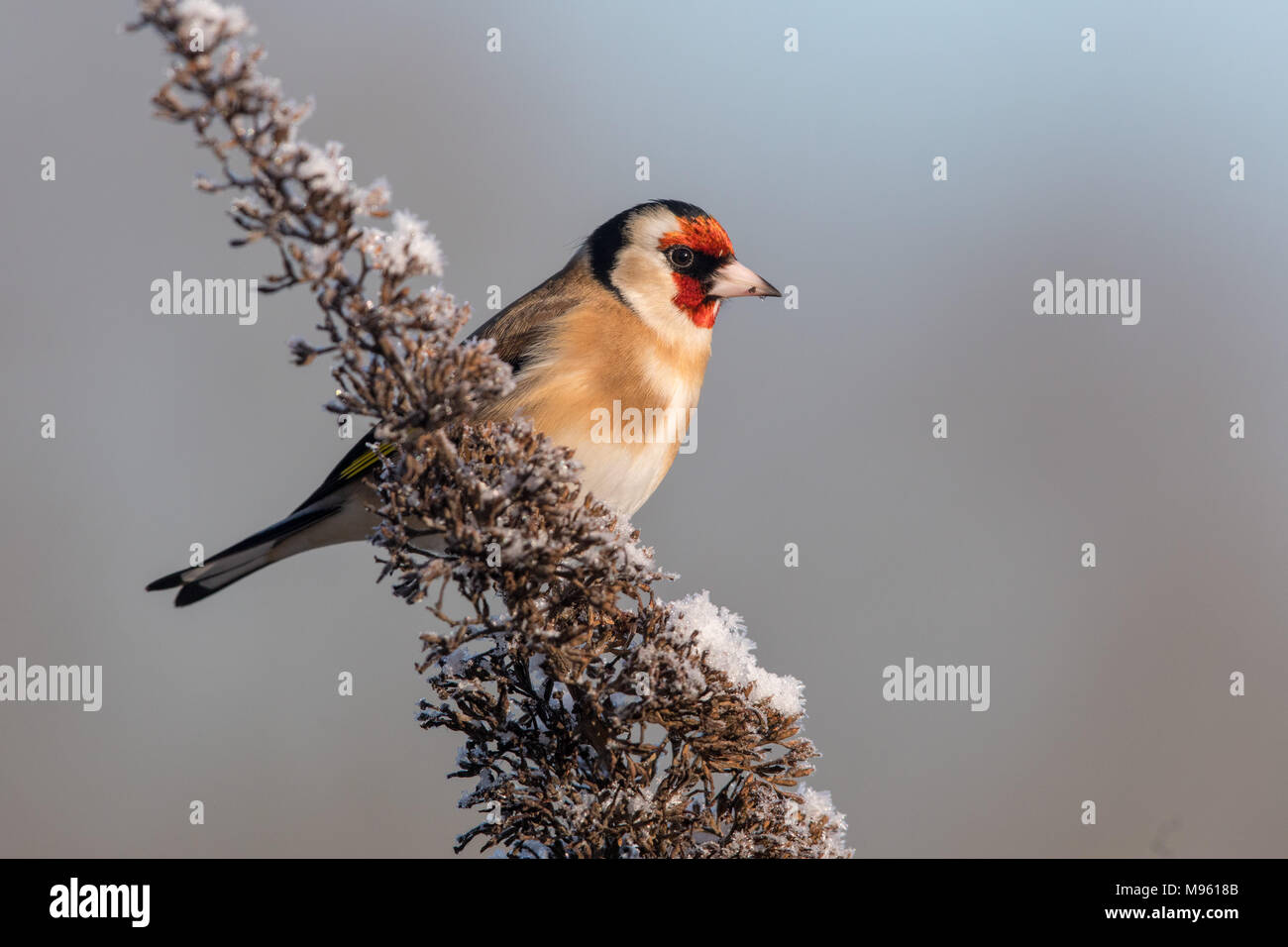 Chardonneret élégant en hiver perché sur la neige couverts Buddleia Banque D'Images
