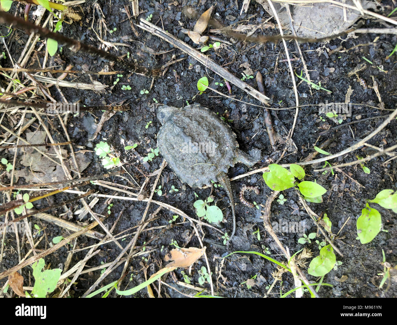 Jeune tortue serpentine Banque D'Images