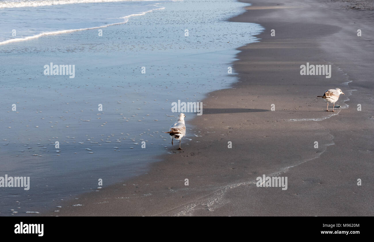 Deux mouettes sur la rive de Vero Beach, en Floride. Banque D'Images