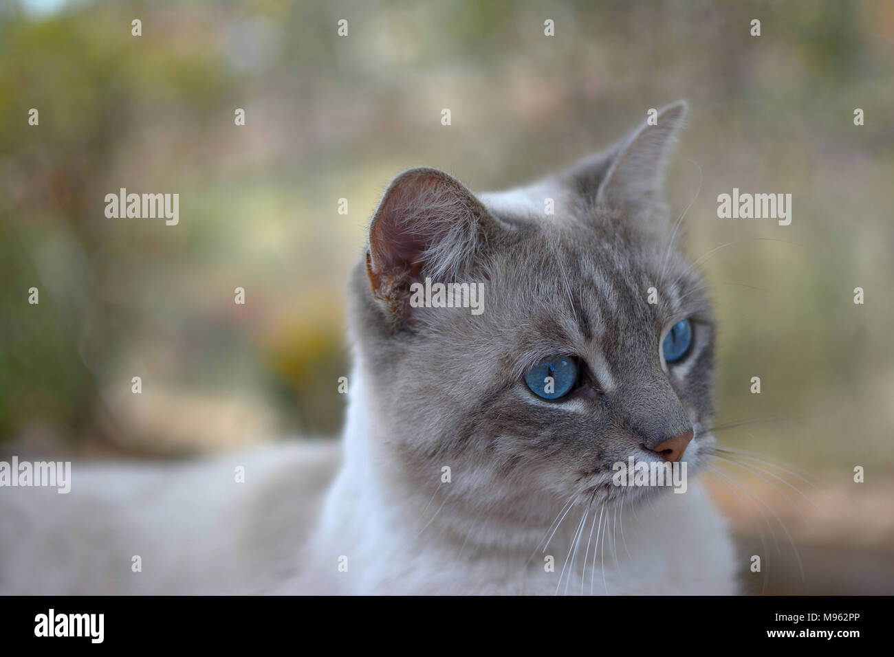 Portrait Adorable Chat Gris Aux Yeux Bleus Photo Stock Alamy