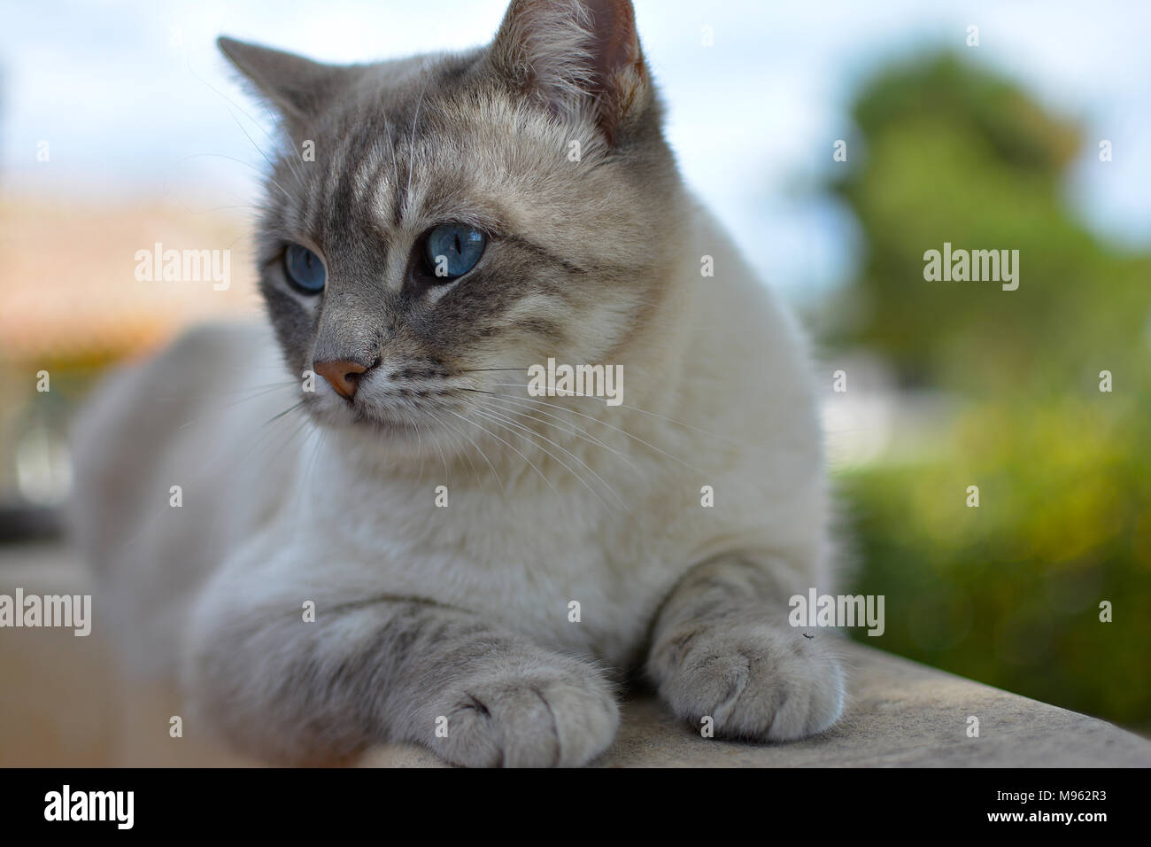 Chat gris aux yeux bleus Banque de photographies et d’images à haute