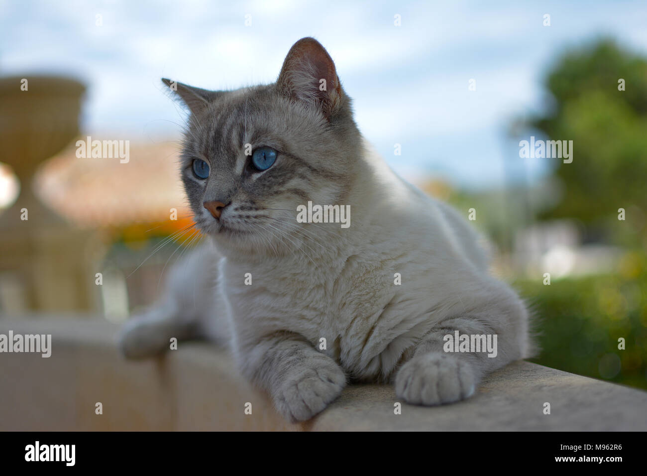 Portrait Adorable Chat Gris Aux Yeux Bleus Photo Stock Alamy Portrait Adorable Chat Gris Aux Yeux Bleus Photo Stock Alamy