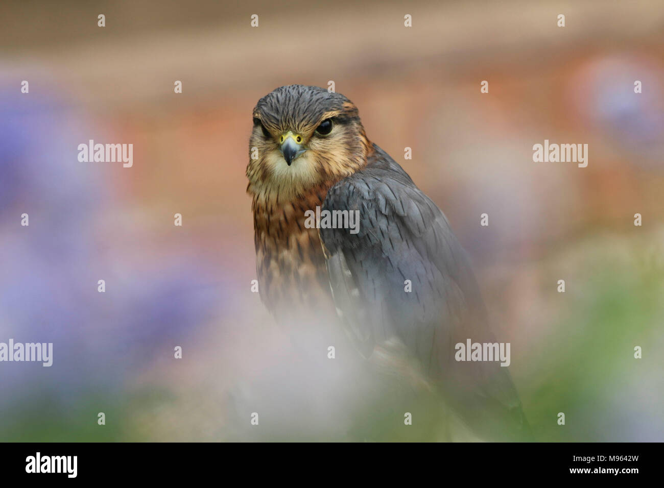 Portrait d'un oiseau de proie Merlin à travers les fleurs Banque D'Images
