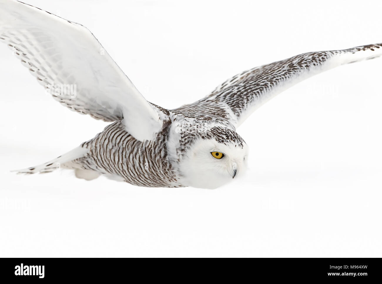 Le harfang des neiges (Bubo scandiacus) volant bas et la chasse sur un terrain couvert de neige au Canada Banque D'Images