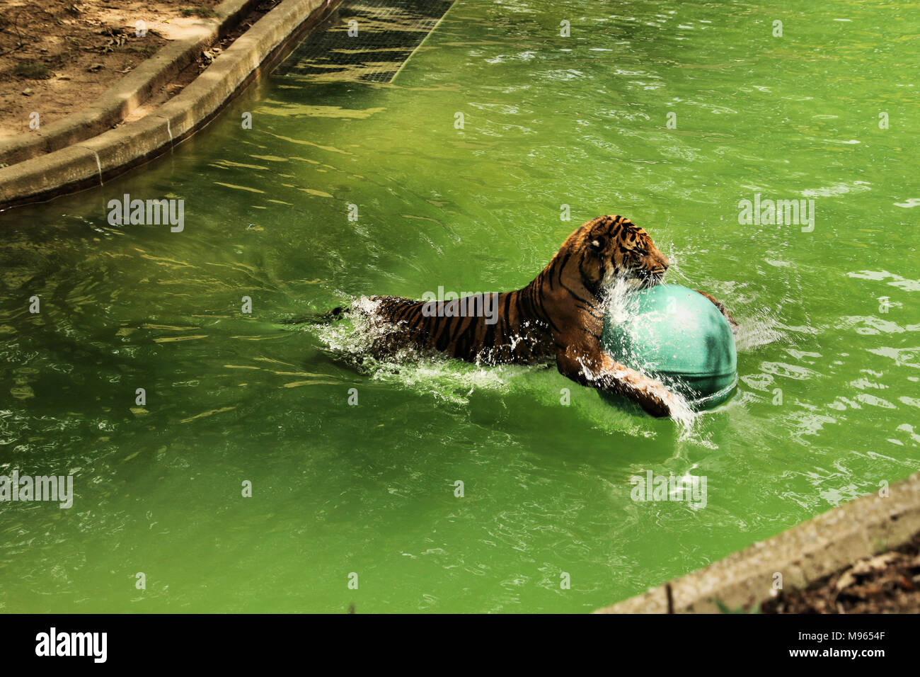 Un tigre jouant avec une balle Banque D'Images