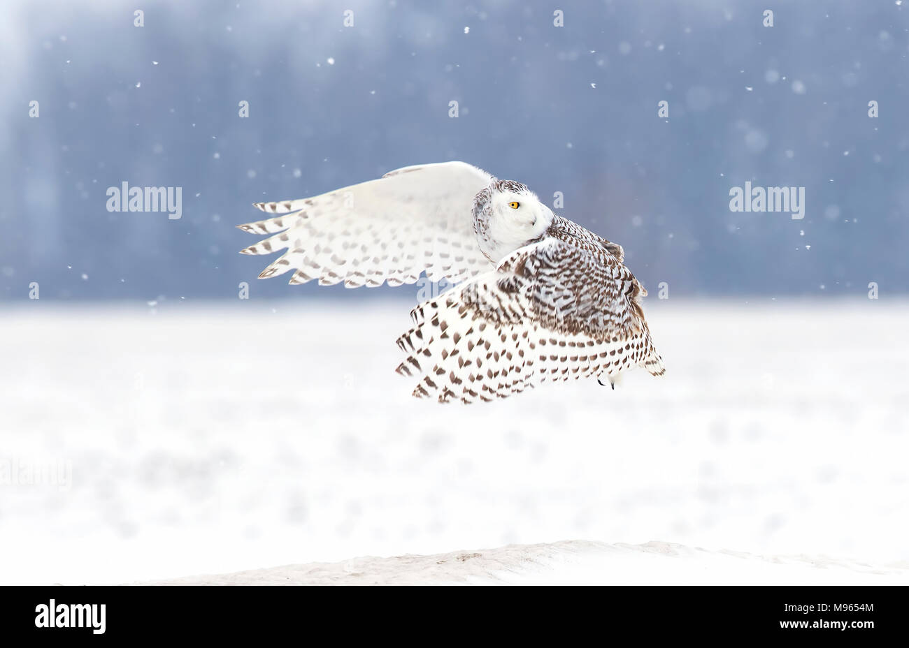 Le harfang des neiges (Bubo scandiacus) volant bas et la chasse sur un terrain couvert de neige au Canada Banque D'Images
