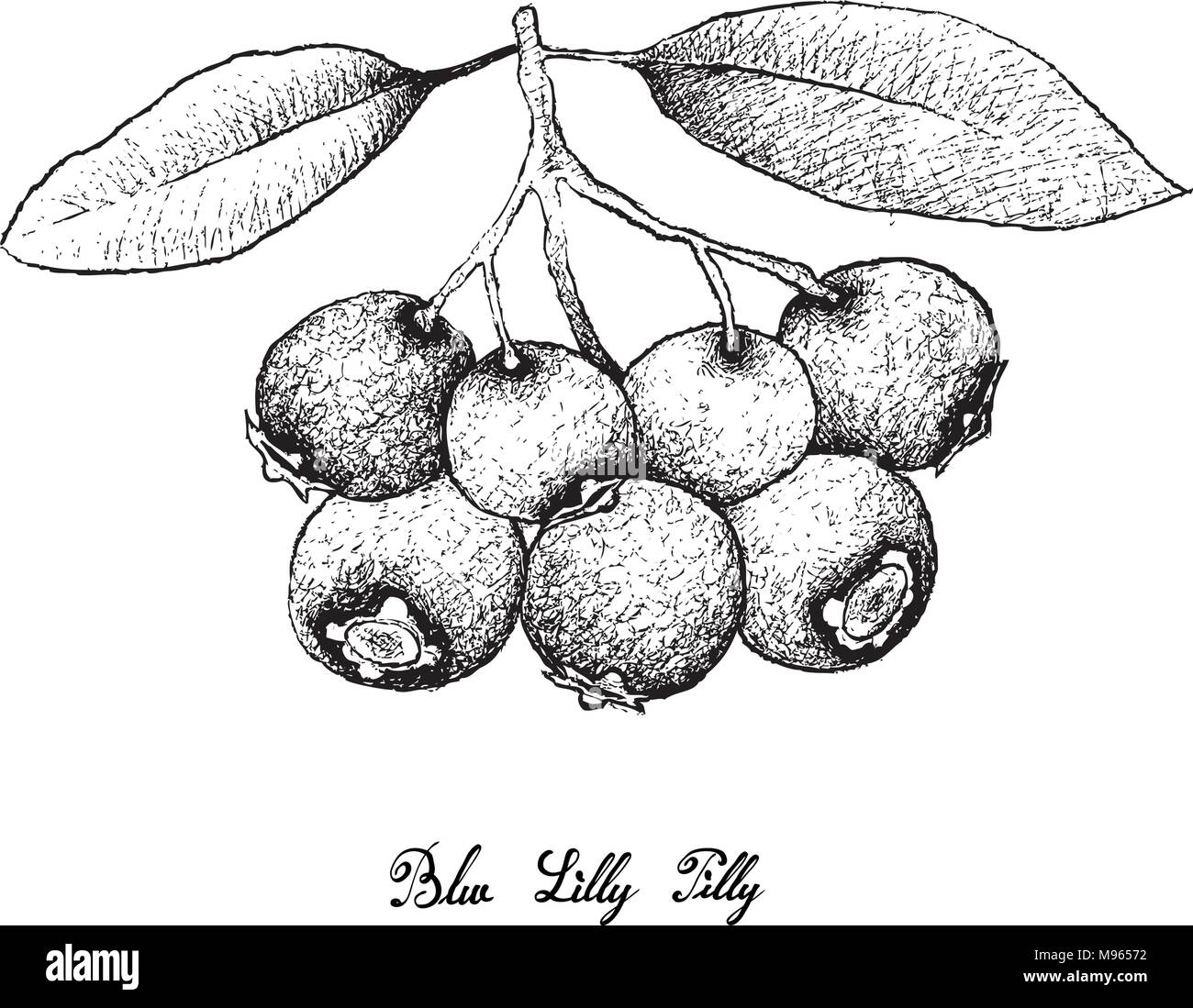 Petits fruits, Illustration croquis à main de bleu Lilly Pilly ou Syzygium Oleosum Fruits isolé sur fond blanc. Illustration de Vecteur