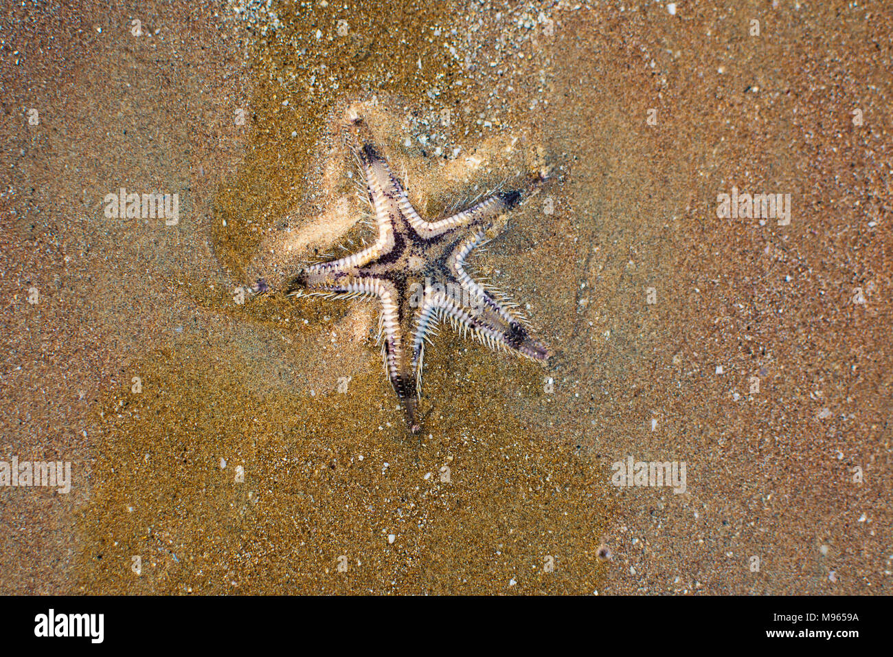 Étoiles de mer sur l'enterré dans le sable close up Banque D'Images