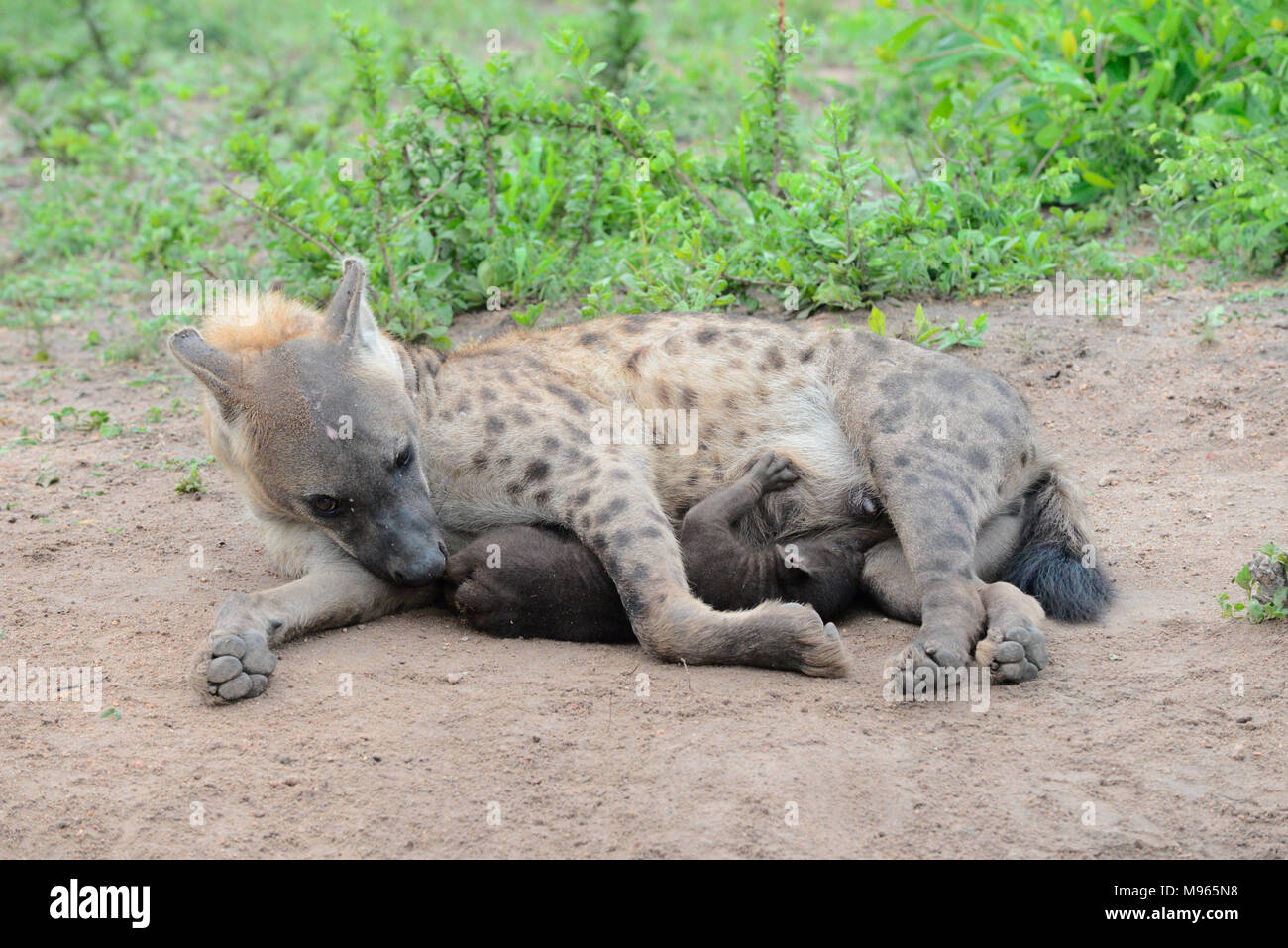 L'Afrique du Sud est une destination touristique populaire pour son mélange de vrai et de l'Afrique de l'expérience. Kruger Park suckling hyène petits. Banque D'Images