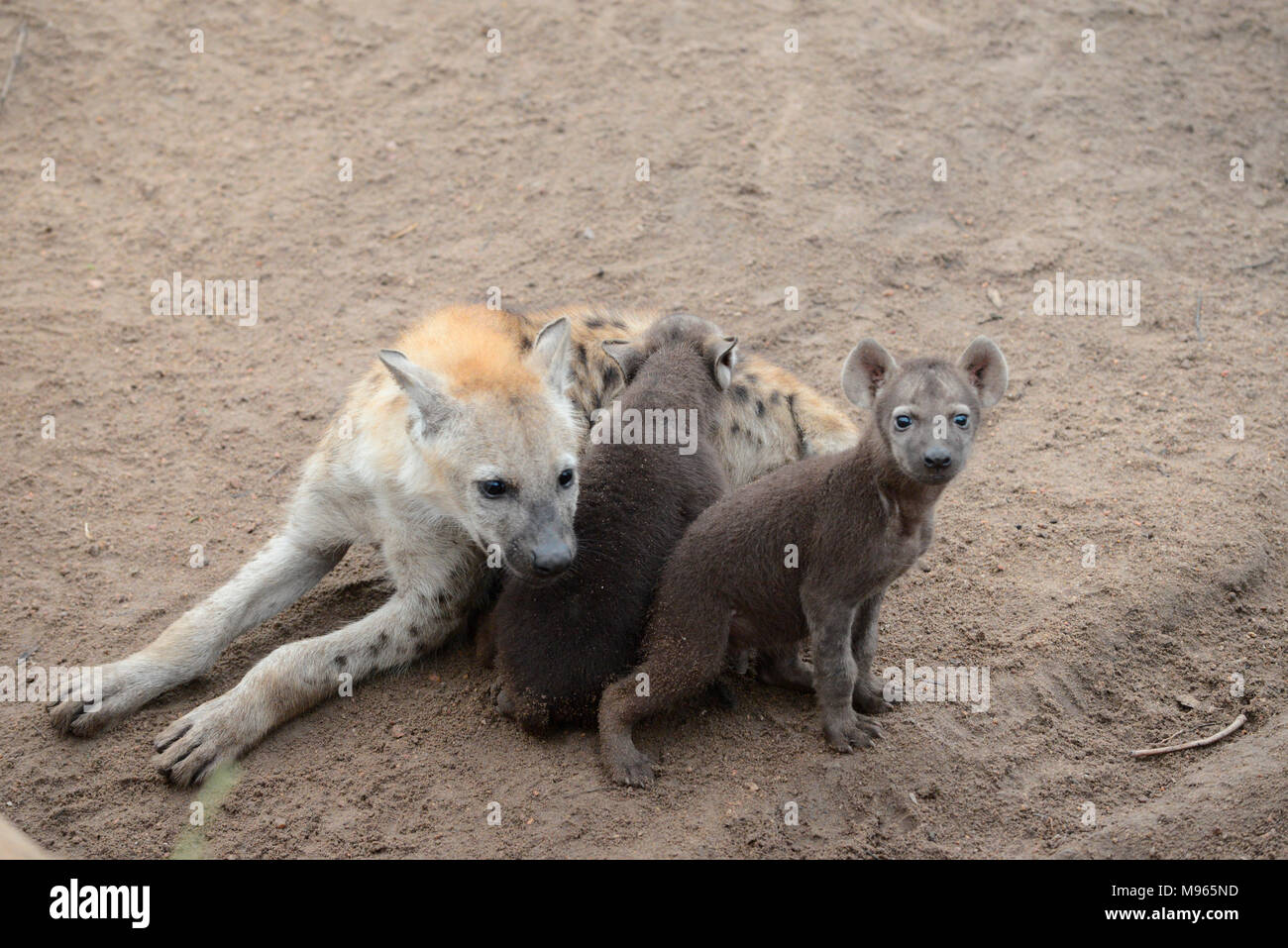 L'Afrique du Sud est une destination touristique populaire pour son mélange de vrai et de l'Afrique de l'expérience. Kruger Park suckling hyène petits. Banque D'Images