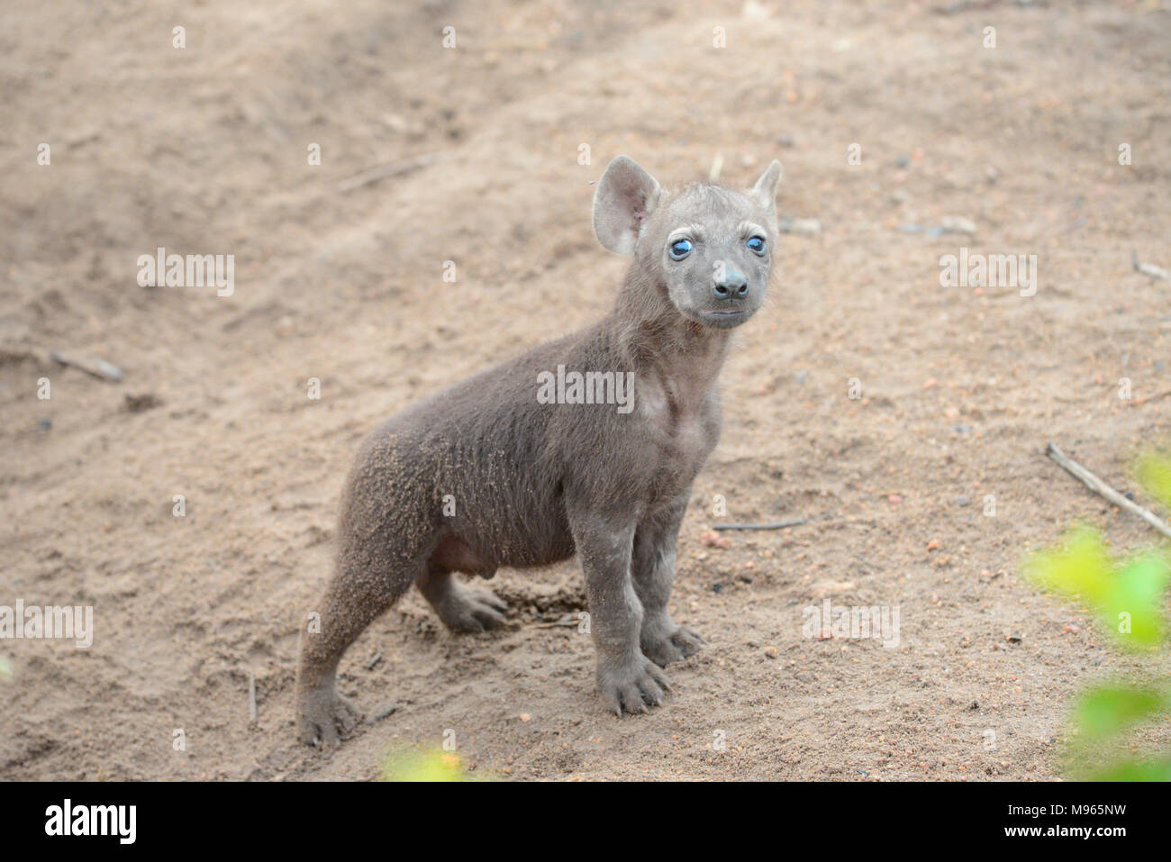 L'Afrique du Sud est une destination touristique populaire pour son mélange de vrai et de l'Afrique de l'expérience. Kruger Park bébé hyène. Banque D'Images