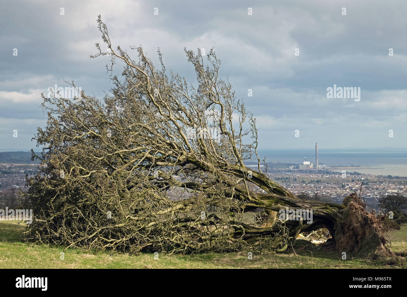 Arbre tombé au-dessus, dans le comté d'Antrim Carrickfergus Banque D'Images