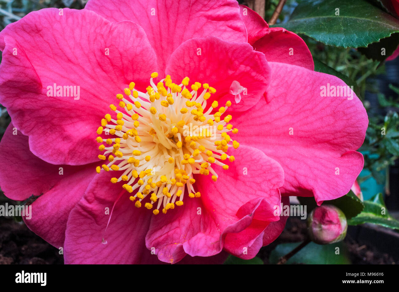 Close up of Camellia japonica montrant étamines sur complètement ouvert fleur.. Banque D'Images