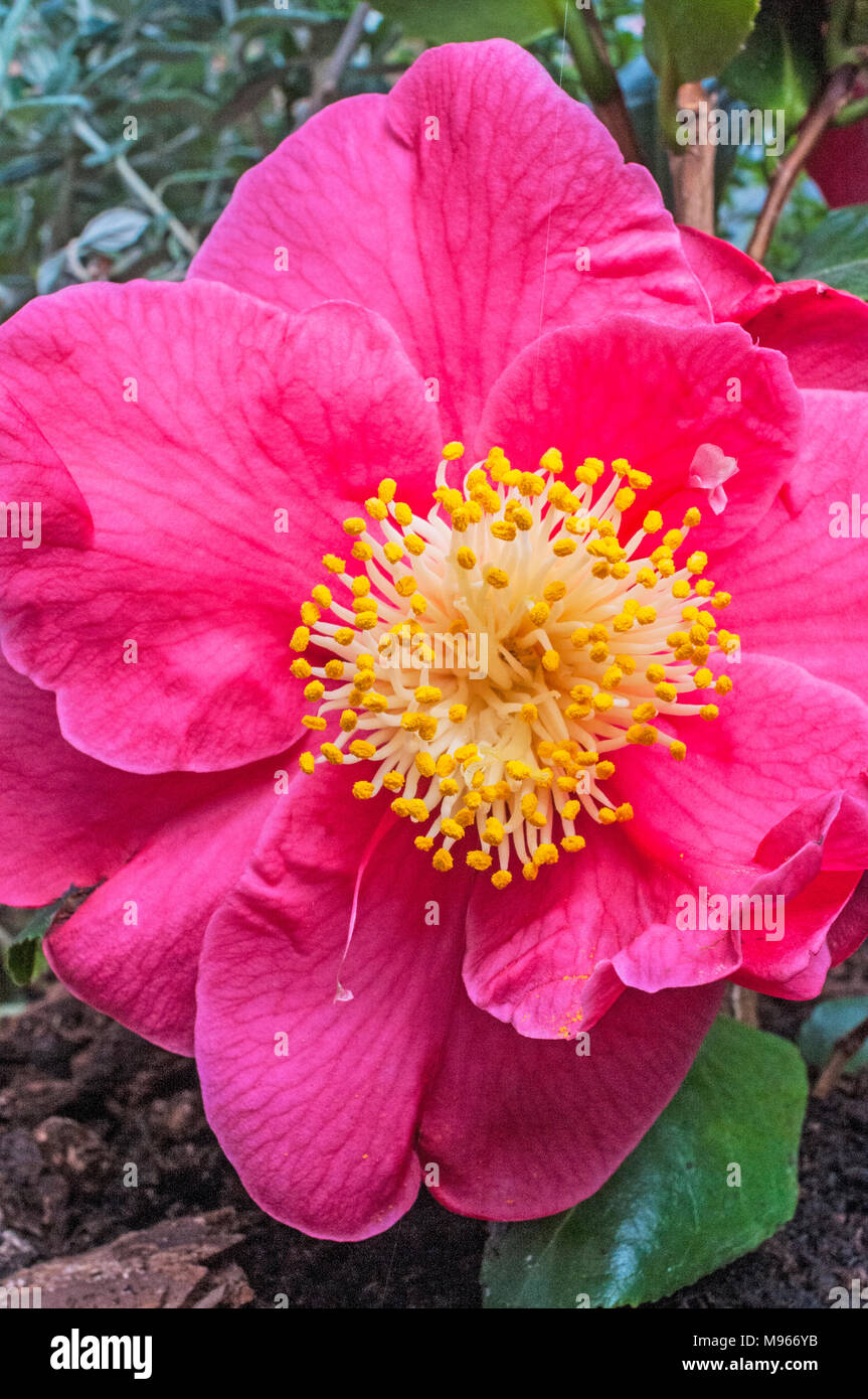 Close up of Camellia japonica montrant étamines sur complètement ouvert fleur.. Banque D'Images