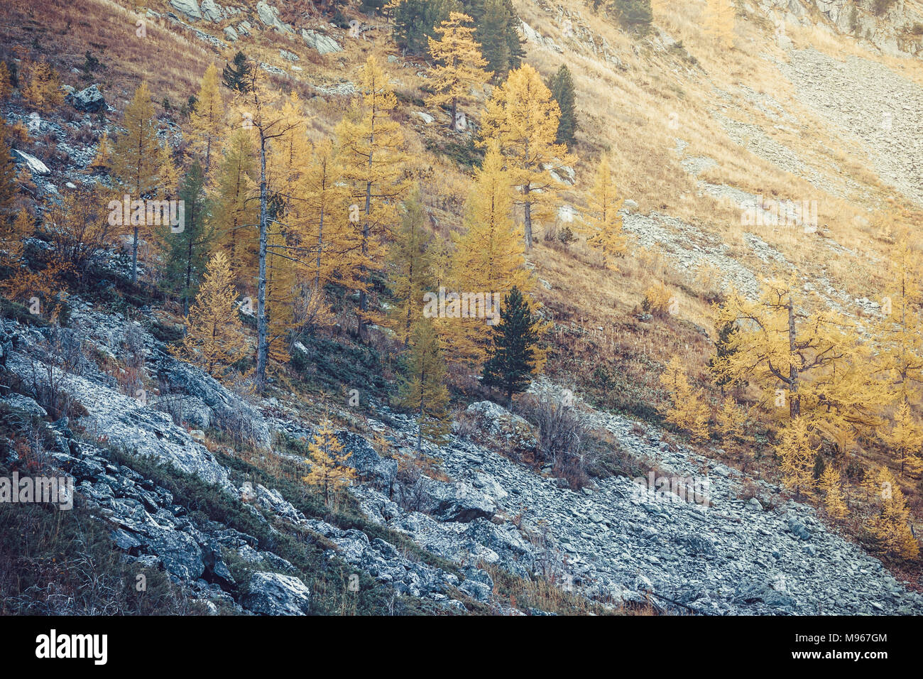 Forêt de pins dans la vallée de montagne. Belle vue sur la montagne. Banque D'Images