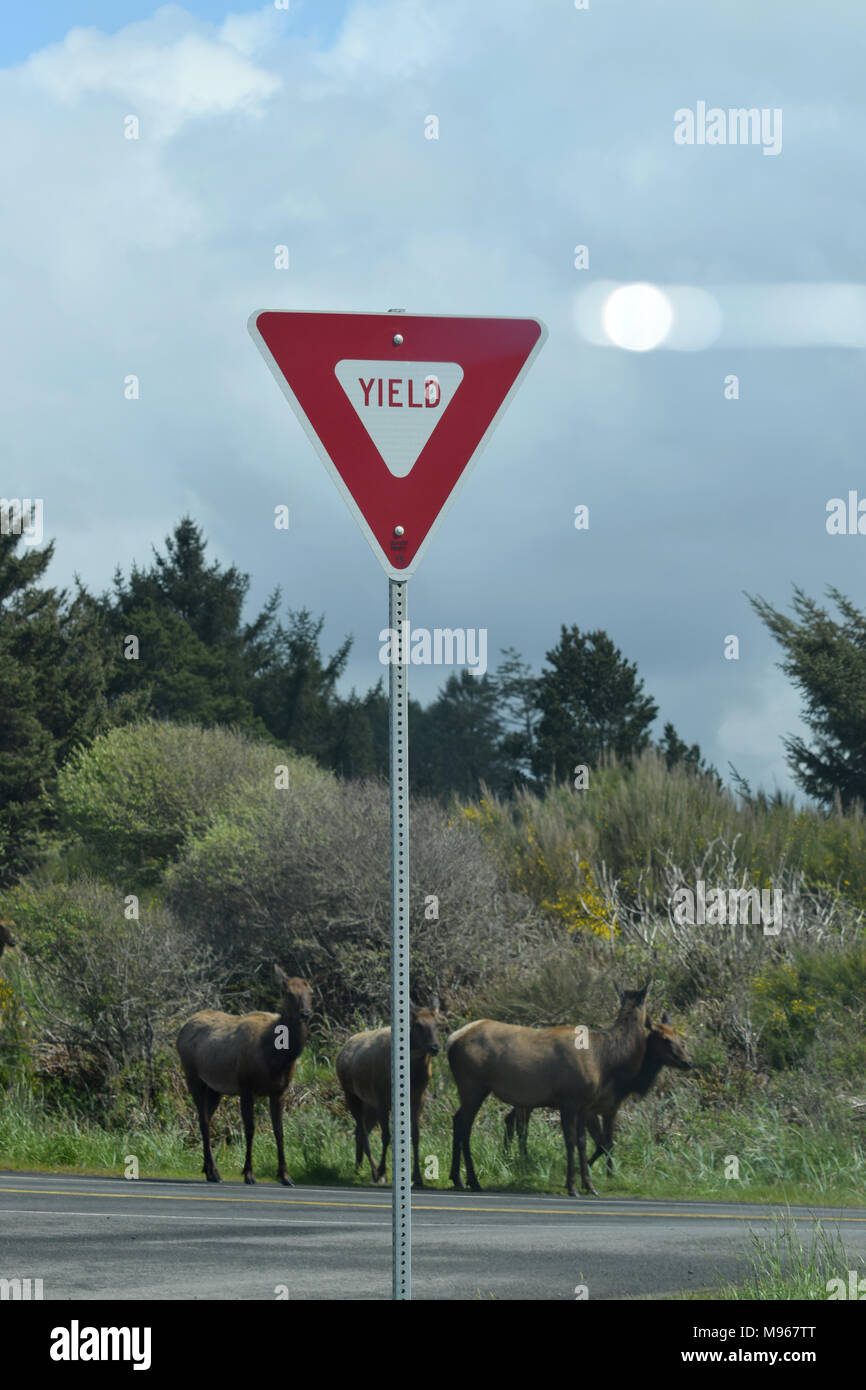 La faune de se prémunir Banque D'Images