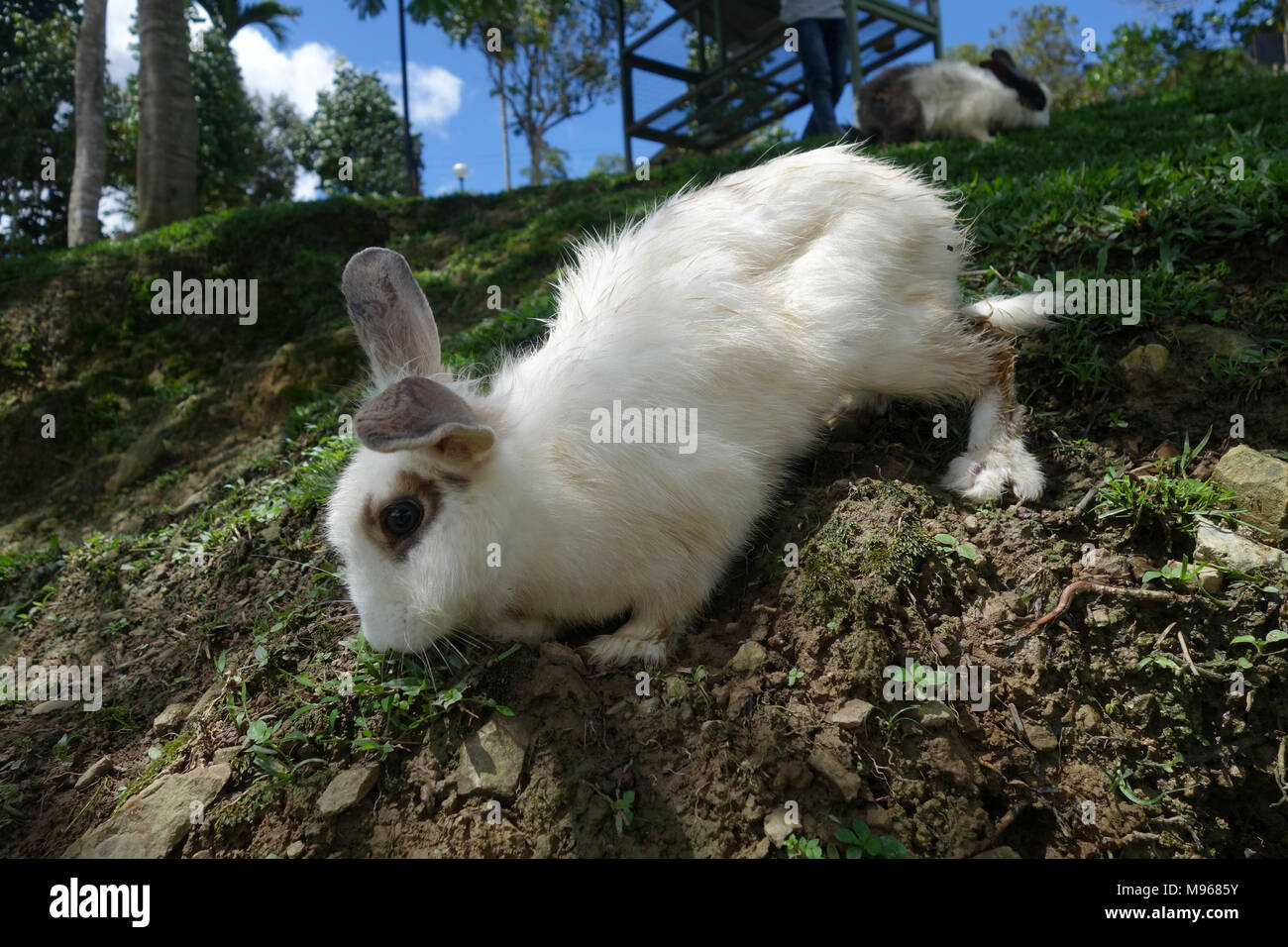 Lapin mignon dans l'air extérieur à la ferme Banque D'Images