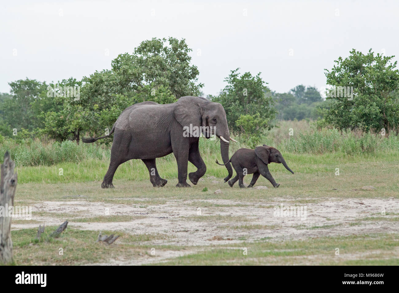 L'éléphant africain (Loxodonta africana). Vache avec veau ouvrant la voie. Parc National de Chobe. Delta de l'Okavango. Le Botswana. L'Afrique. Banque D'Images