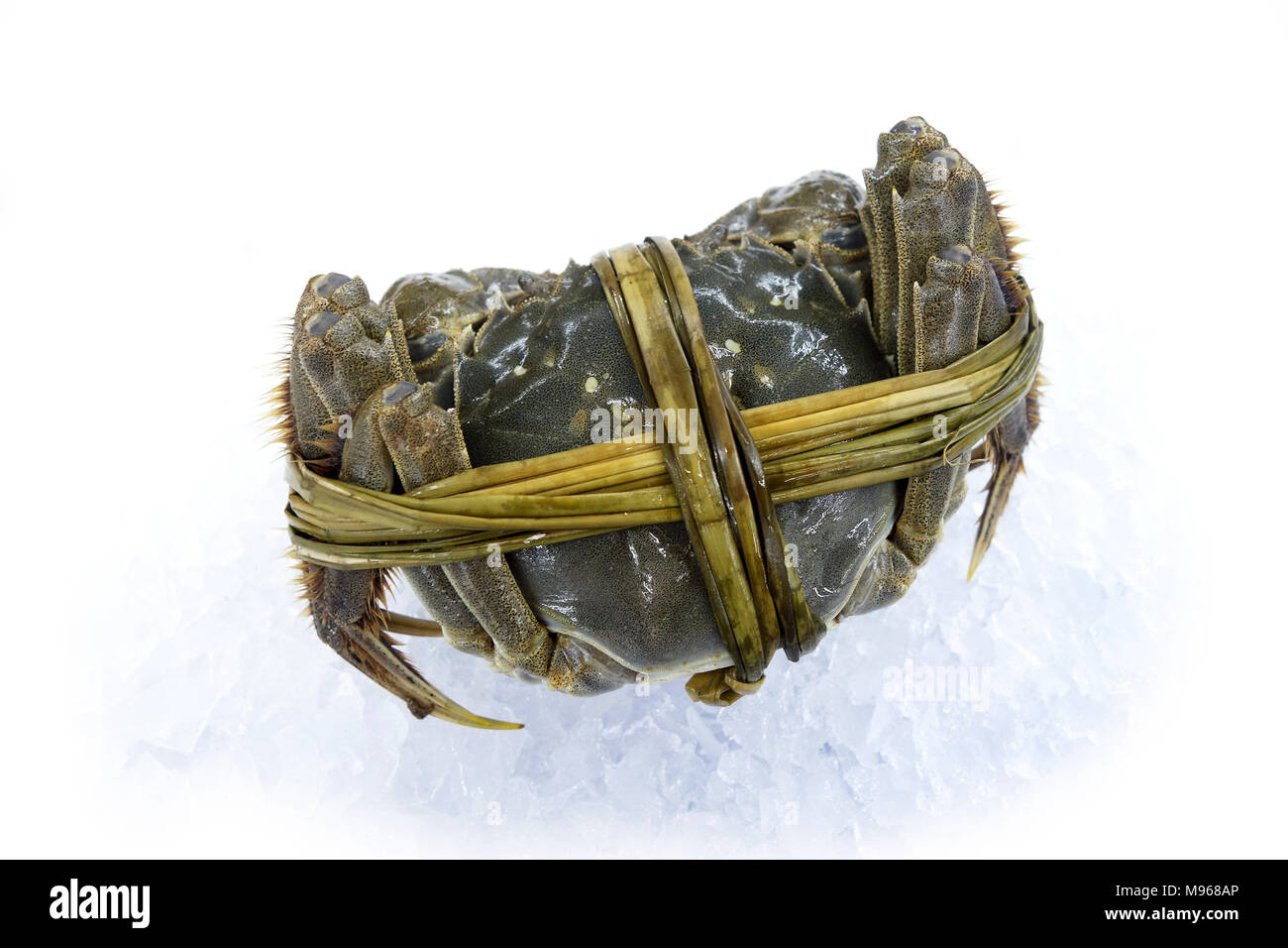 Crabe poilu shanghai brut isolé sur fond blanc Banque D'Images