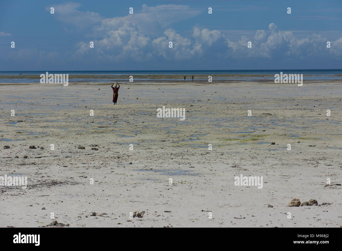 Femme de retour de la mer avec des crustacés dans panier sur sa tête sur une plage de sable blanc de l'île de Zanzibar, Uzi Banque D'Images