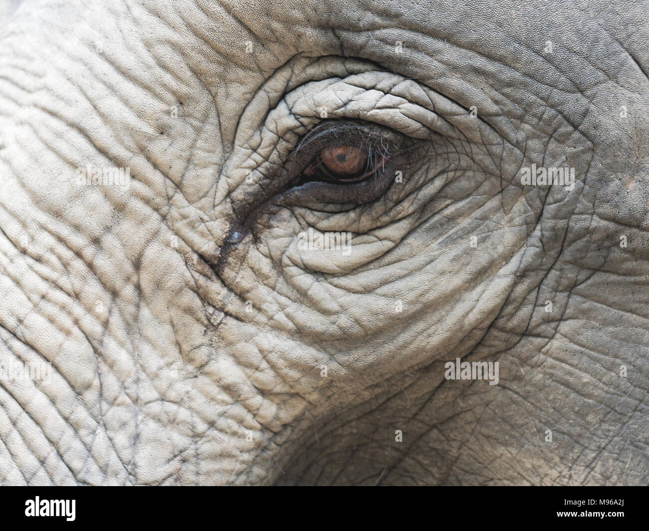 Gros plan de l'œil de l'éléphant avec des parties de tête, l'oreille, du cou et du tronc, avec texture ridée naturelles montrent concept de solitude, de fatigue, et sans espoir Banque D'Images