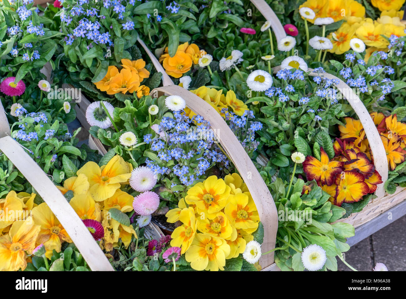Baskets avec des primevères, pâquerettes et forget-me-nots Banque D'Images Baskets avec des primevères, pâquerettes et forget-me-nots Banque D'Images