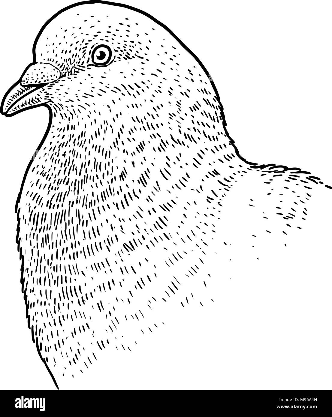 Pigeon tête portrait illustration, dessin, gravure, encre, dessin au trait, vector Illustration de Vecteur
